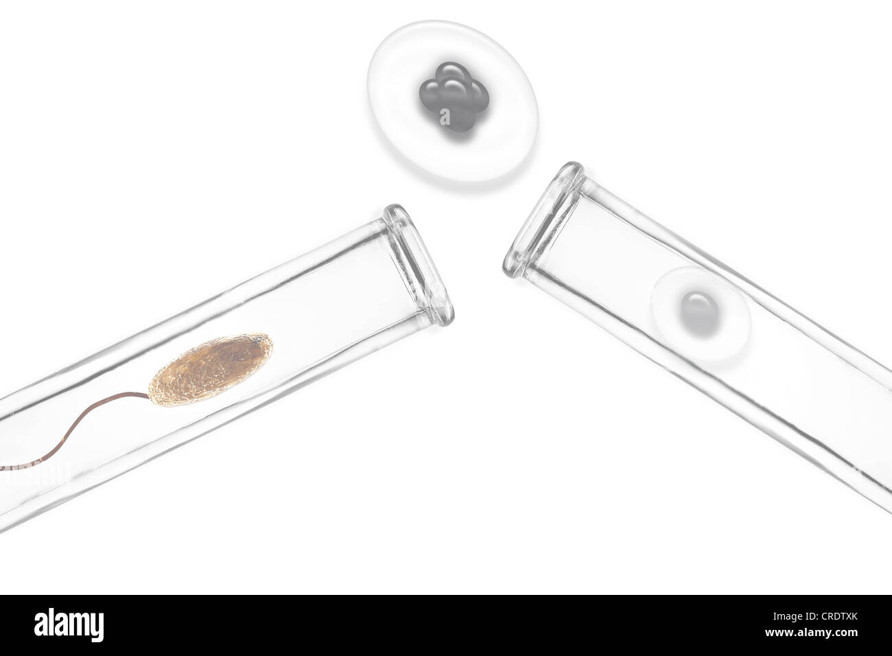La fecondazione artificiale, illustrazione scientifica Foto Stock