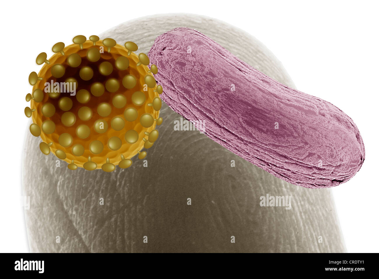 Il fingertip con agenti patogeni, illustrazione scientifica Foto Stock