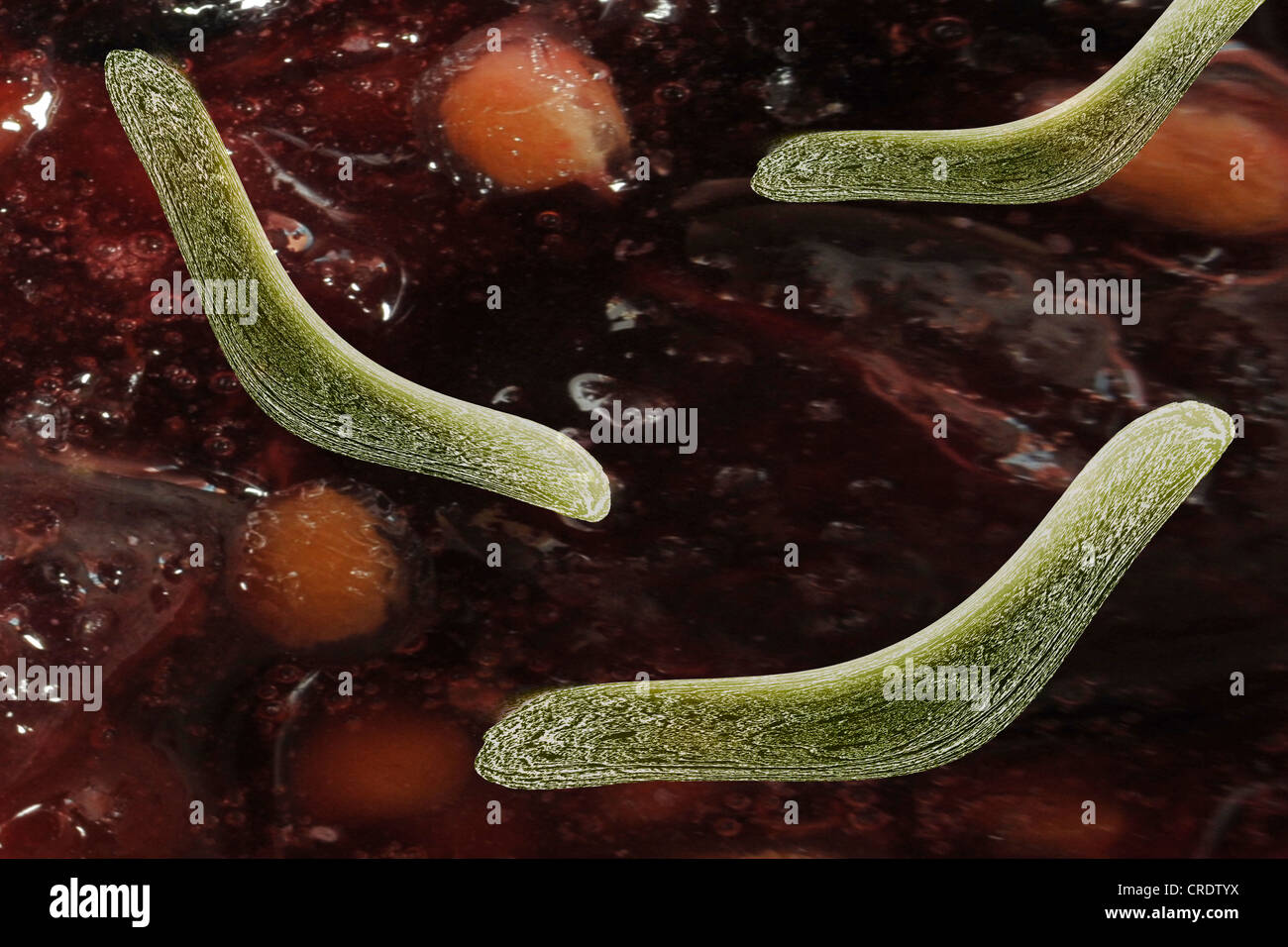 Batteri nell'intestino, illustrazione scientifica Foto Stock