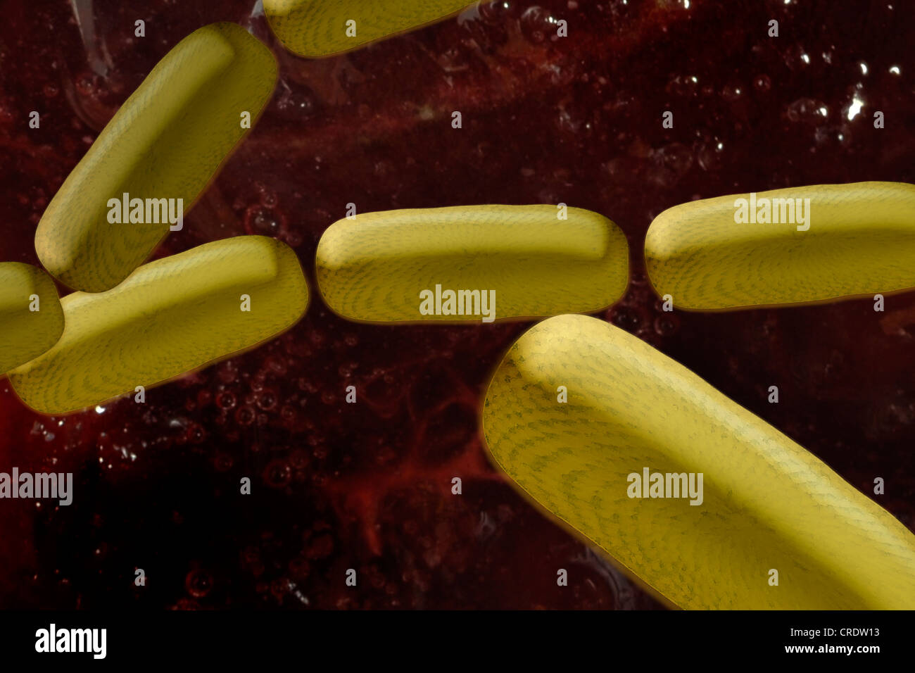 Batteri intestinali EHEC, illustrazione Foto Stock