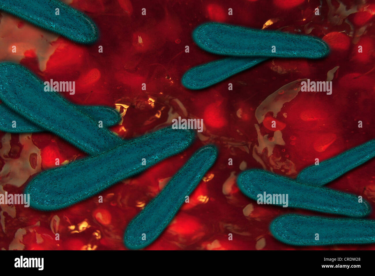 I batteri patogeni come nel corpo umano, illustrazione Foto Stock