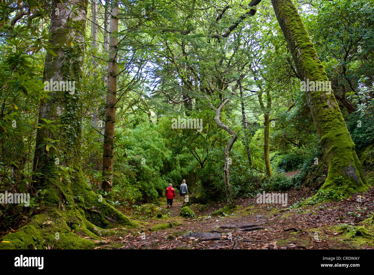 Eukalyptus foresta con mossy tronchi di alberi, Irlanda, Kerrysdale, Derreen giardini, Lauragh Foto Stock