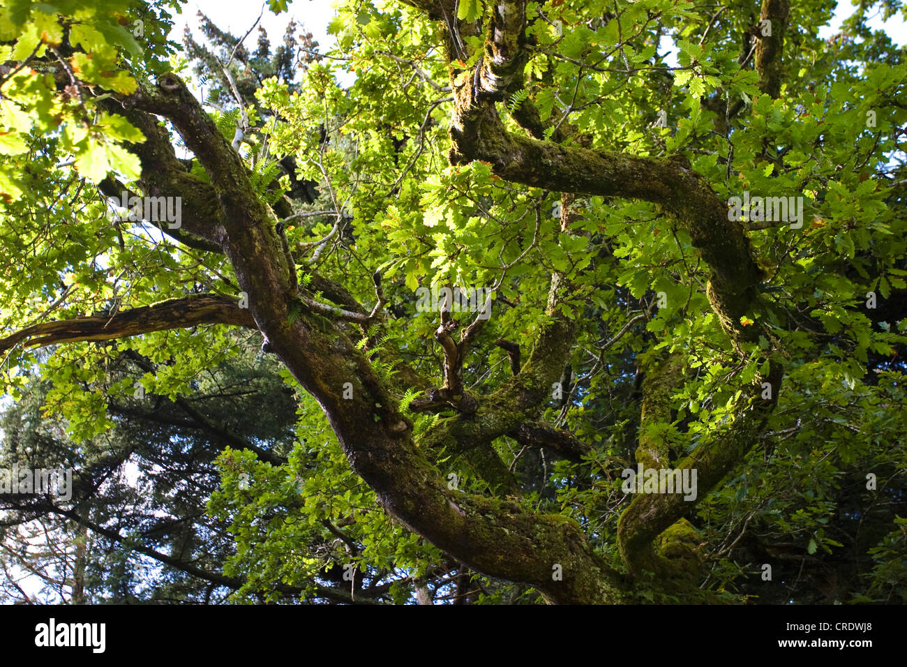 Rovere (Quercus spec.), vecchio albero, Irlanda, Kerrysdale, Derreen Gardens Foto Stock