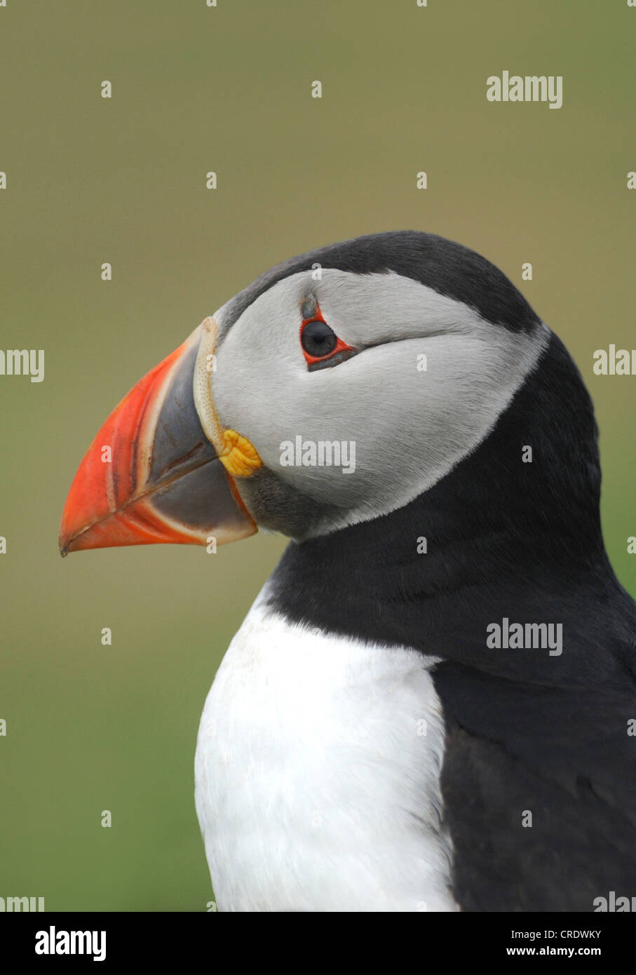 Puffin (Fratercula arctica) sull isola Skomer, Wales, Regno Unito. Maggio 2011. Foto Stock