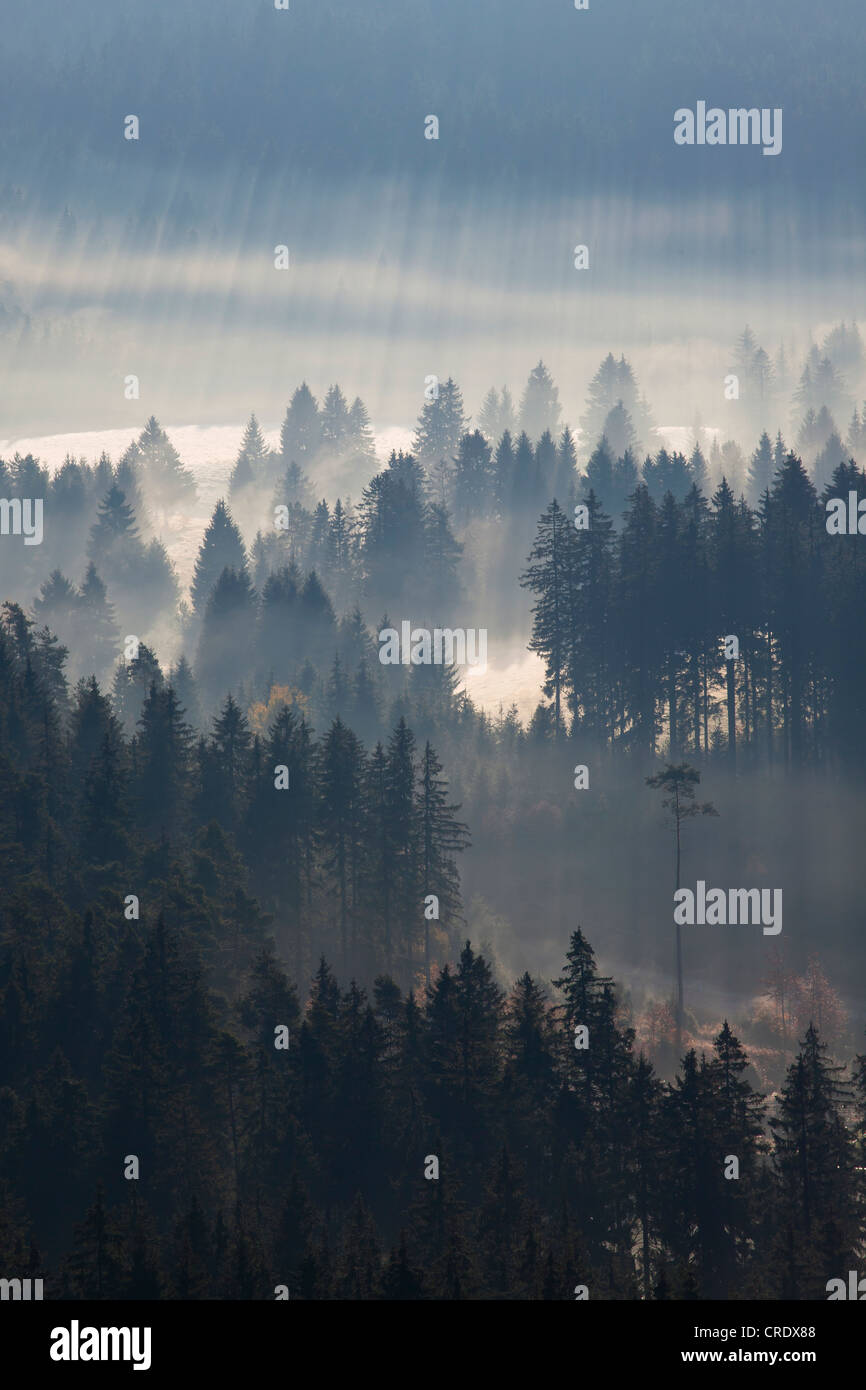 Raggi del sole in una foresta con nebbia mattutina al lago Schluchsee nella Foresta Nera, Baden-Wuerttemberg, Germania, Europa Foto Stock