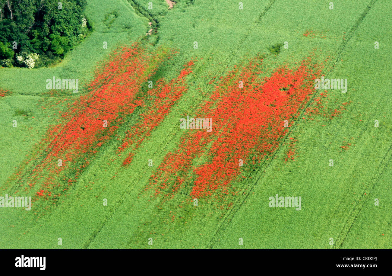 Comune di papavero, mais, papavero rosso papavero (Papaver rhoeas), aria foto di un campo di grano con papavero rosso, Germania, Sassonia-Anhalt, Ballenstedt Foto Stock