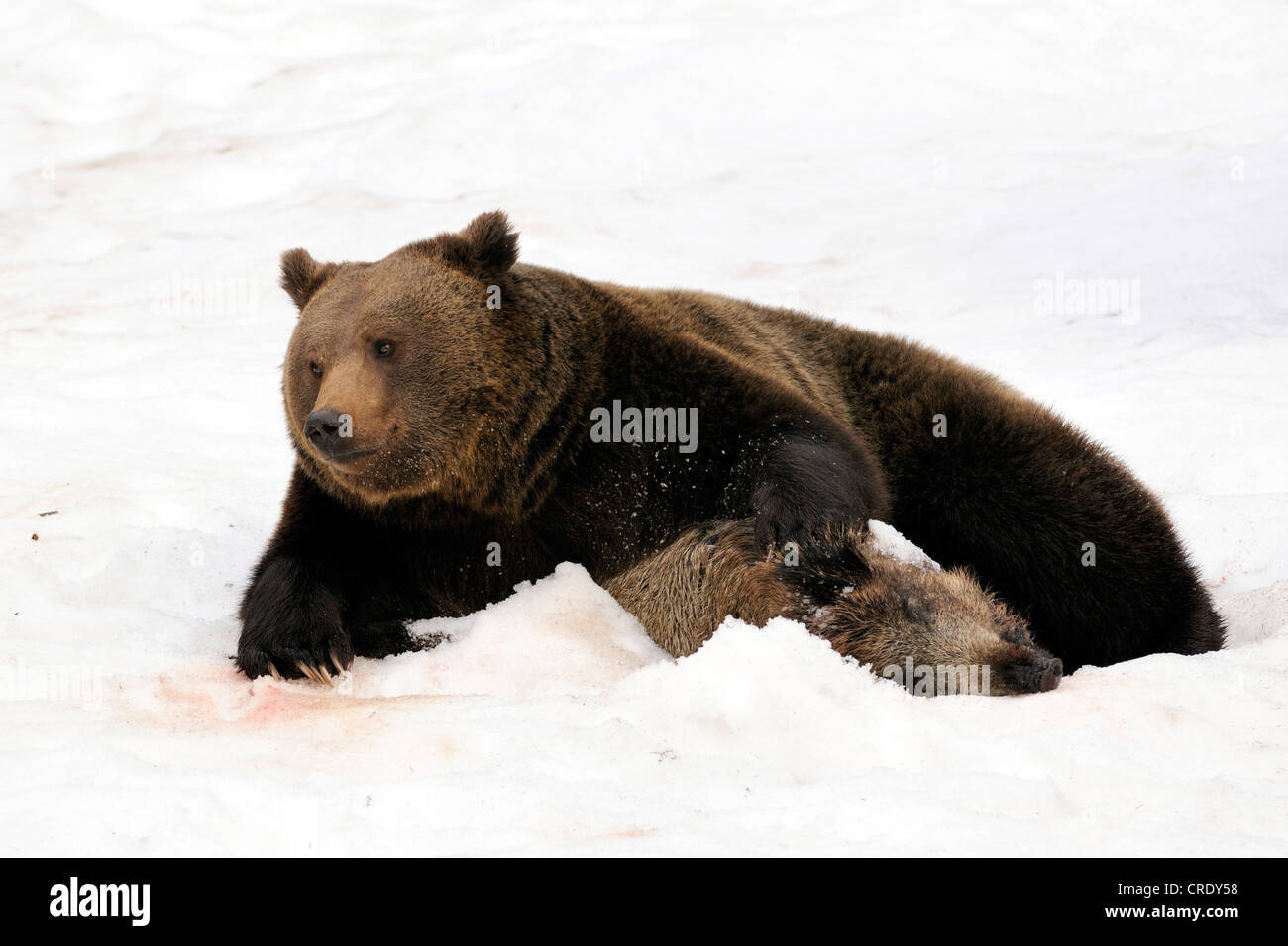 Unione l'orso bruno (Ursus arctos arctos), con esca (cinghiale), in Germania, in Baviera, NP Foresta Bavarese Foto Stock