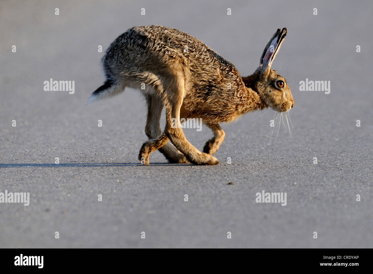 Unione lepre (Lepus europaeus), passando per una strada, Austria Foto Stock