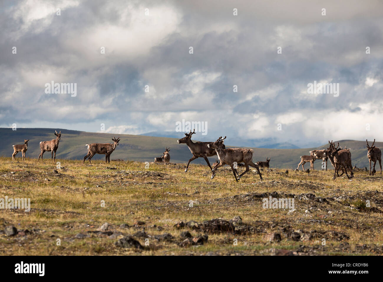 Caribou o renne (Rangifer tarandus), allevamento in cima al mondo autostrada, Canada, America del Nord Foto Stock