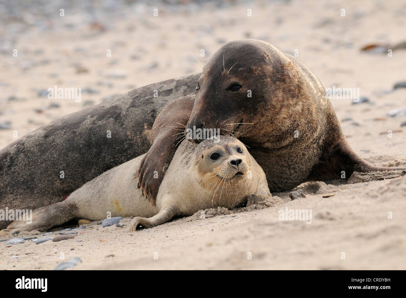 Guarnizione grigio (Halichoerus grypus), maschio abbracciando una guarnizione comune, Phoca vitulina, la Germania, l'isola di Helgoland Foto Stock