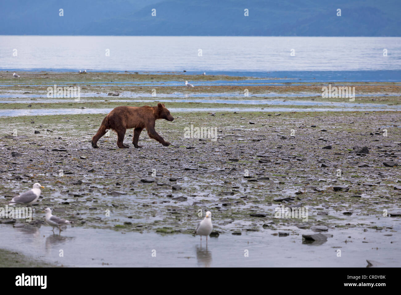 Selvatica piccola l'orso bruno (Ursus arctos) sulla spiaggia di Valdez, Alaska, STATI UNITI D'AMERICA Foto Stock