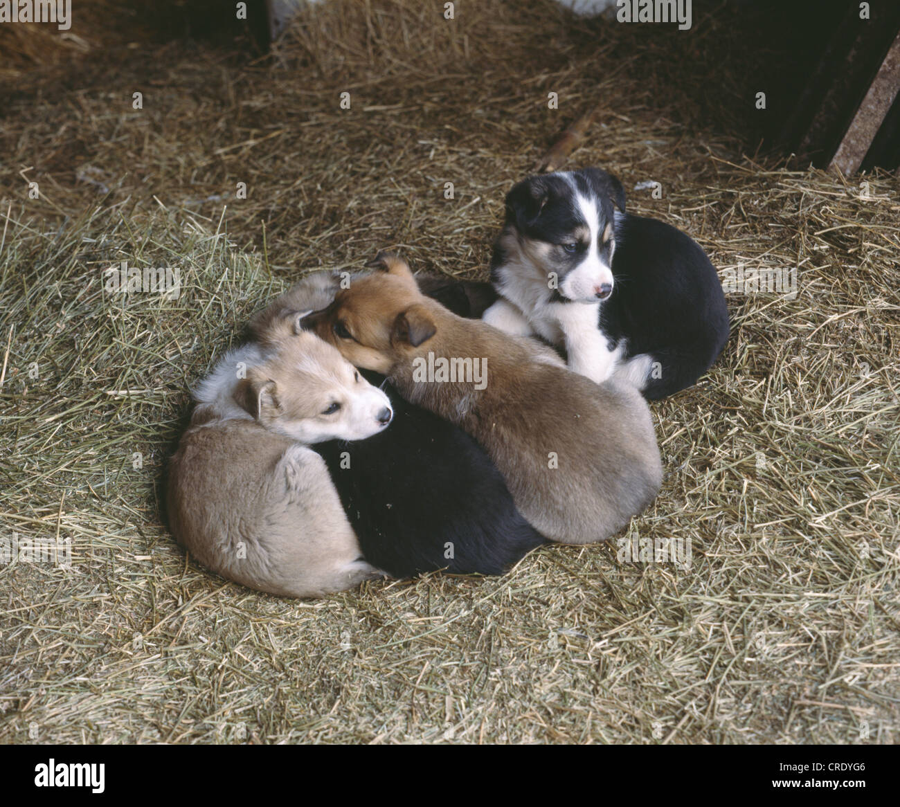 Cinque settimane di età mista cuccioli di razza arricciato dormire / PENNSYLVANIA Foto Stock