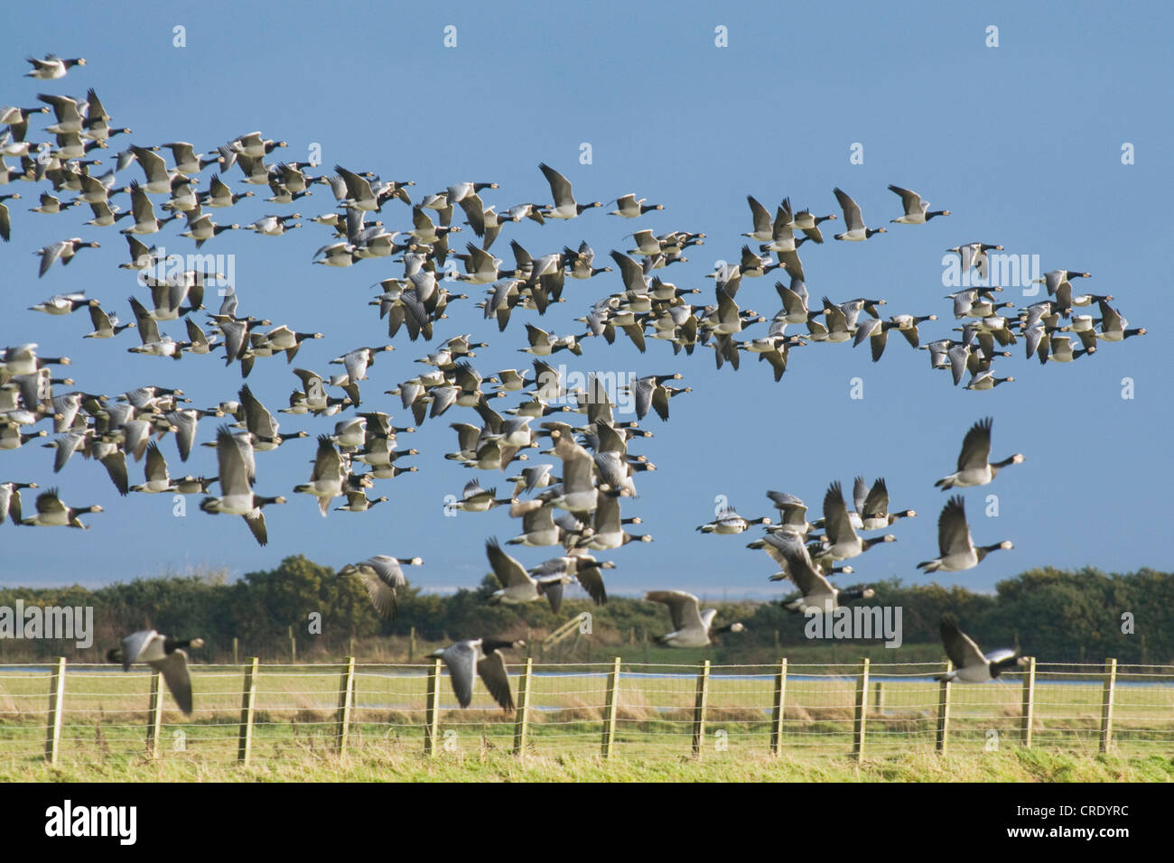 Barnacle goose (Branta leucopsis), Oche facciabianca in volo, Regno Unito, Scozia, Caerlaverock Foto Stock