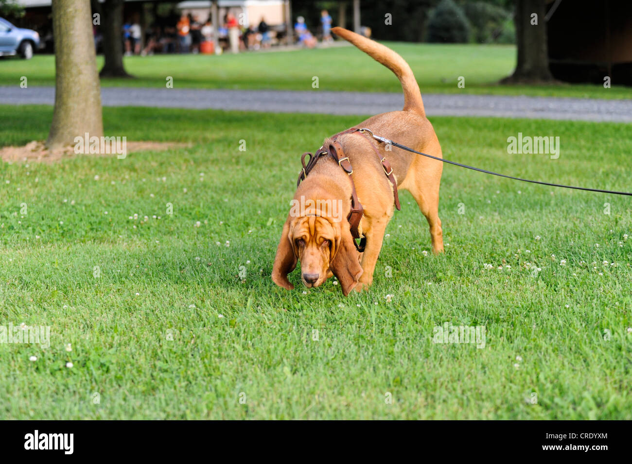 BLOODHOUND di ricerca e salvataggio di cane Foto Stock