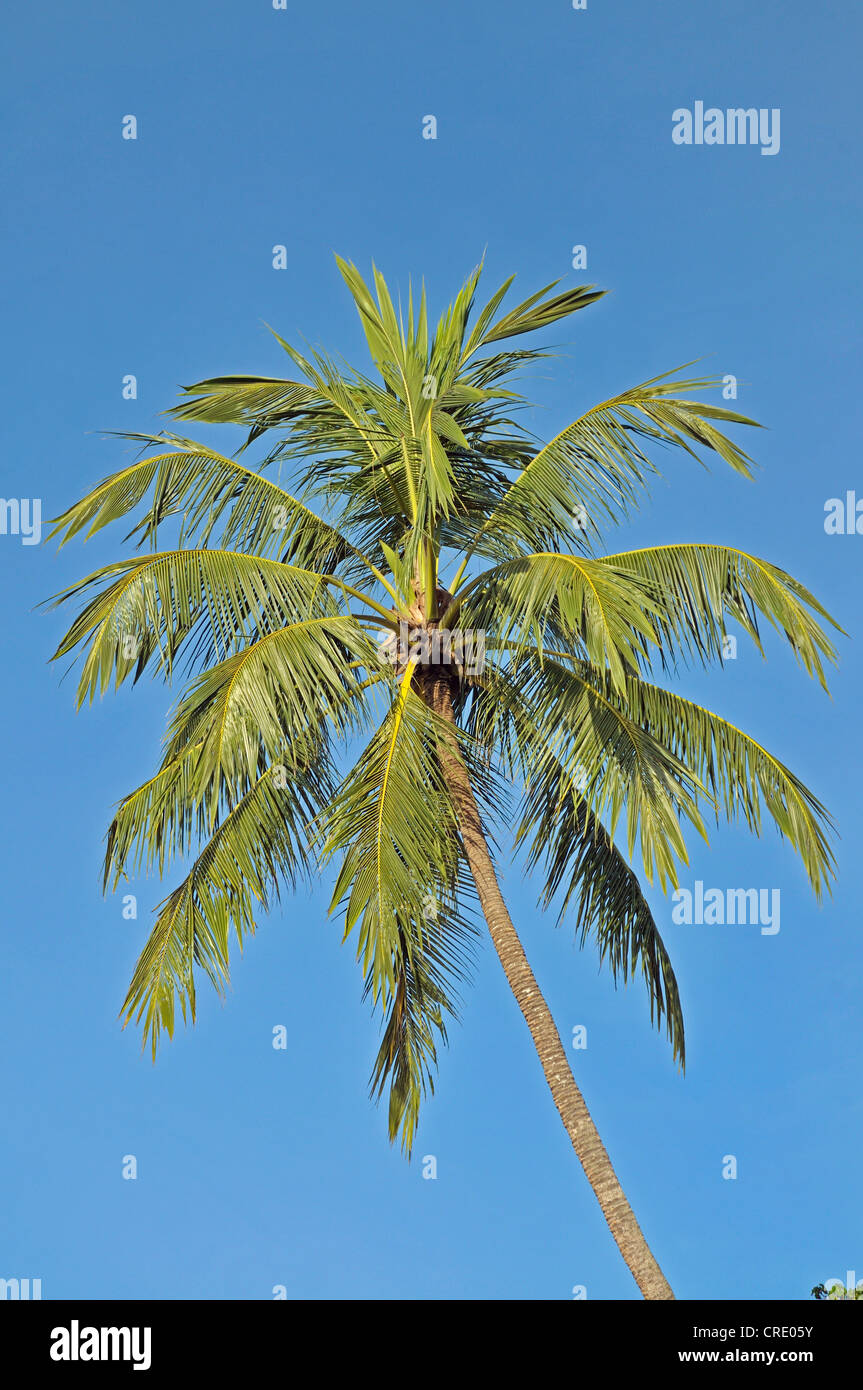 Albero di cocco (Cocos nucifera), Unawatuna, Sri Lanka, Ceylon, Asia del Sud, Asia Foto Stock