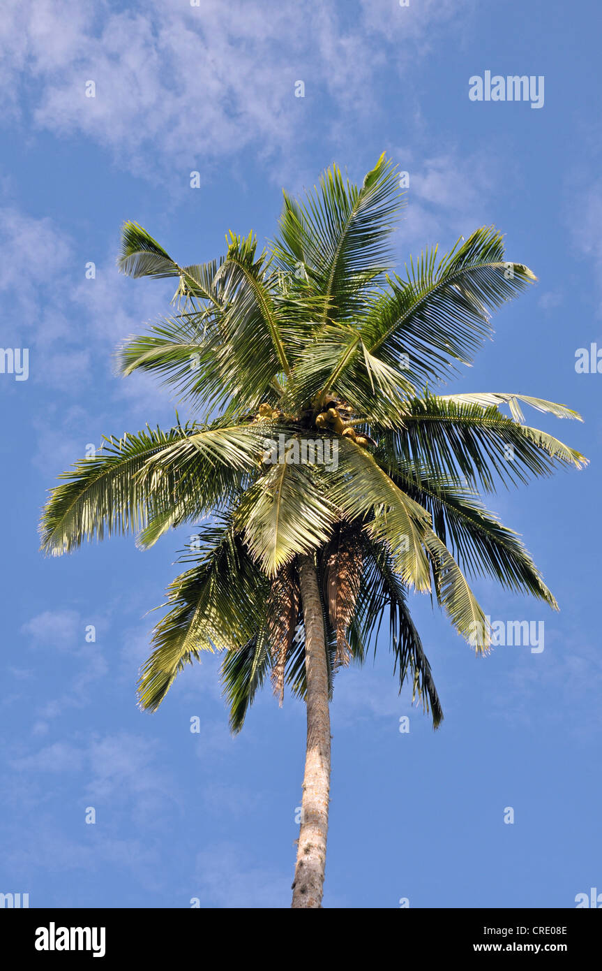Palma da cocco (Cocos nucifera), Tangalle, Sri Lanka, Ceylon, Asia Foto Stock
