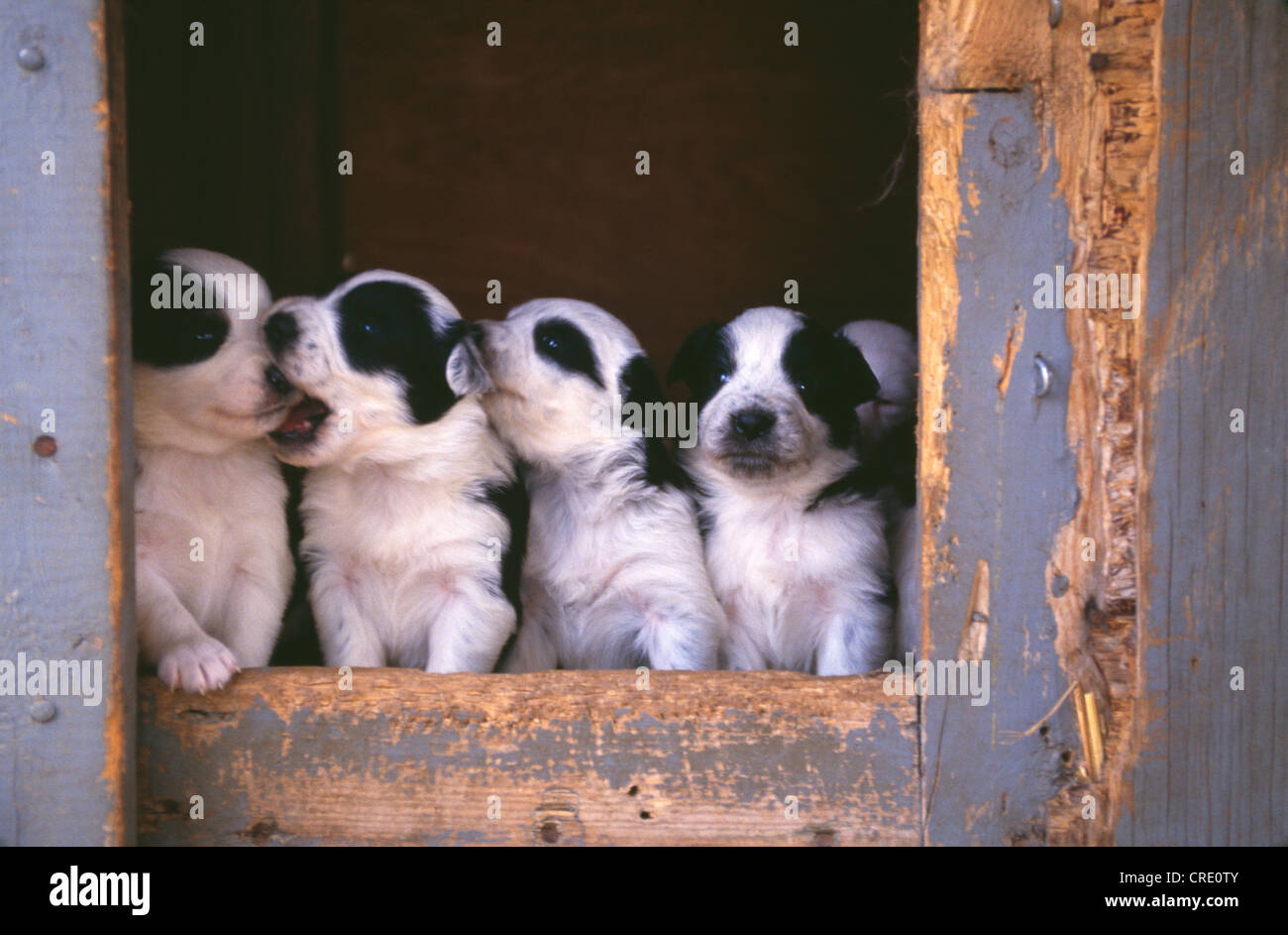 AUSTRALIAN SHEPHERD X blu guaritore di cuccioli, 3 SETTIMANE / PENNSYLVANIA Foto Stock