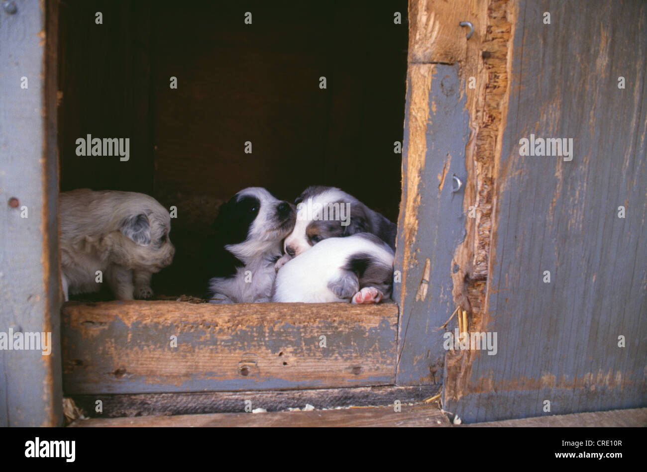 AUSTRALIAN SHEPHERD X BLUE HEELER CUCCIOLI, 3 SETTIMANE / PENNSYLVANIA Foto Stock