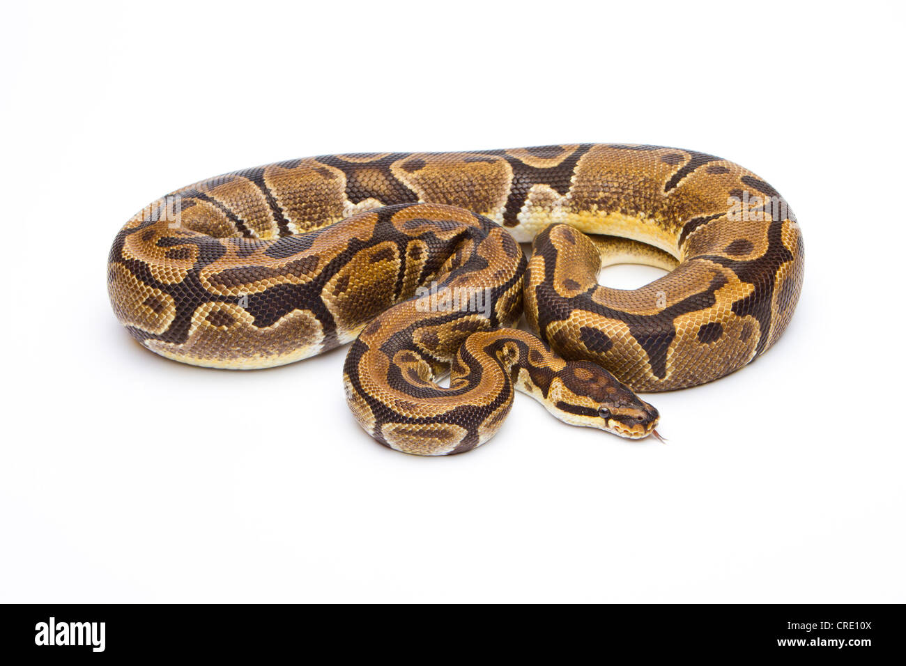 Royal python (Python regius), Matanic, femmina, allevatore di rettili Willi Obermayer, Austria Foto Stock
