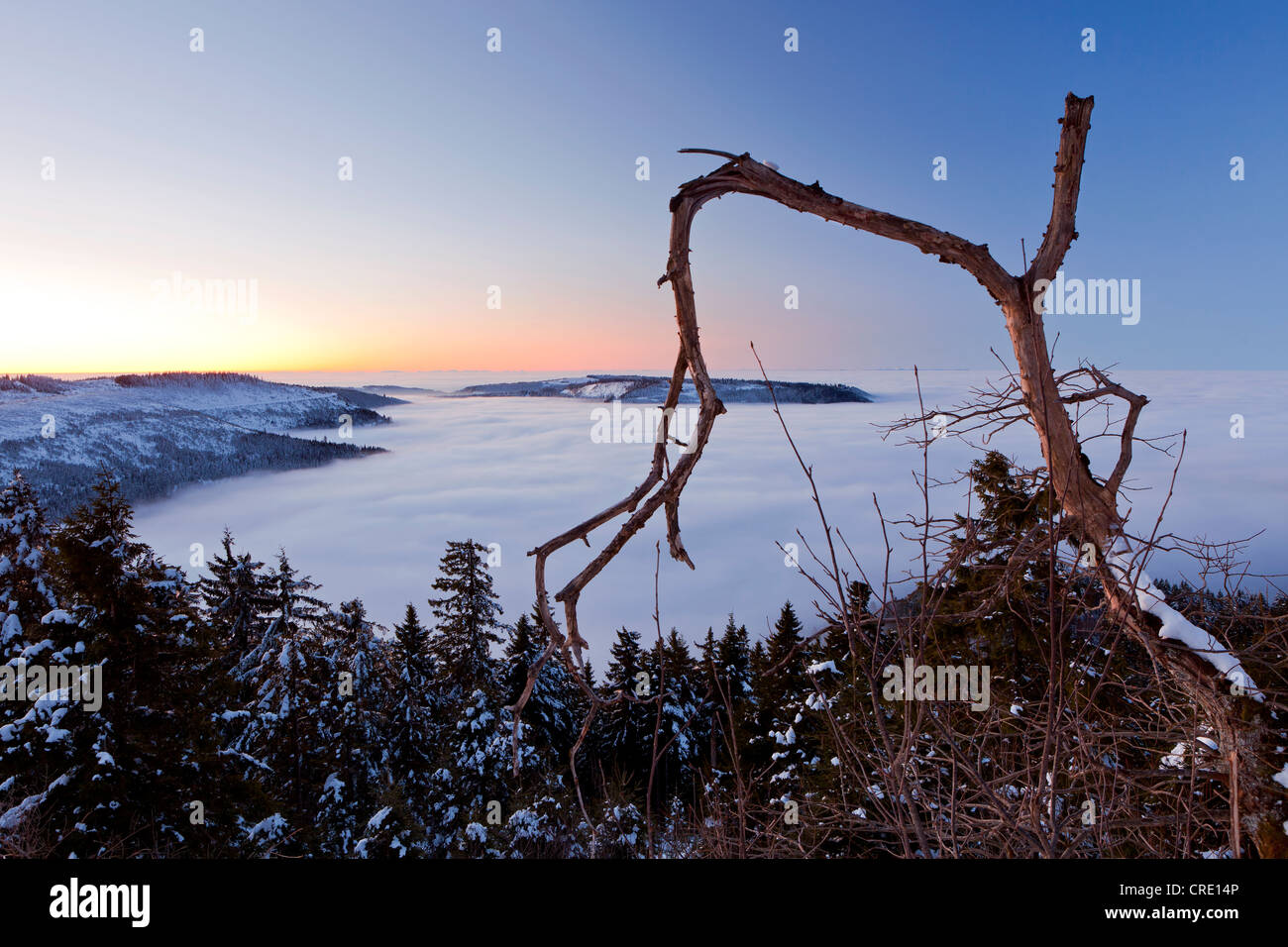 La luce del mattino con elevata nebbia in inverno, Hornisgrinde, Foresta Nera, Baden-Wuerttemberg, Germania, Europa Foto Stock