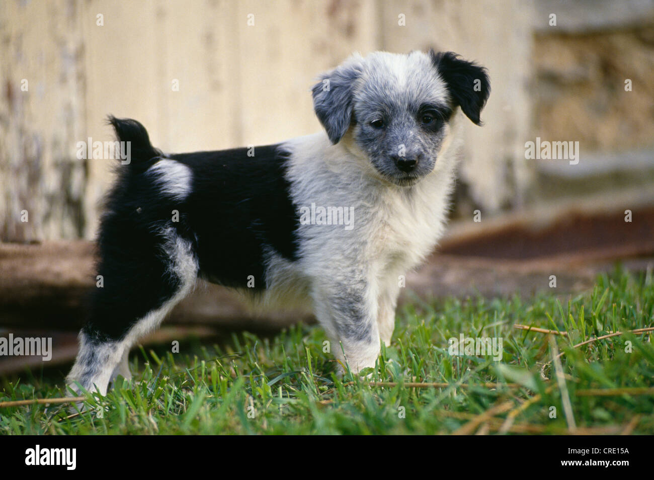 AUSTRALIAN SHEPHERD X BLUE HEELER, 6 SETTIMANE / PENNSYLVANIA Foto Stock