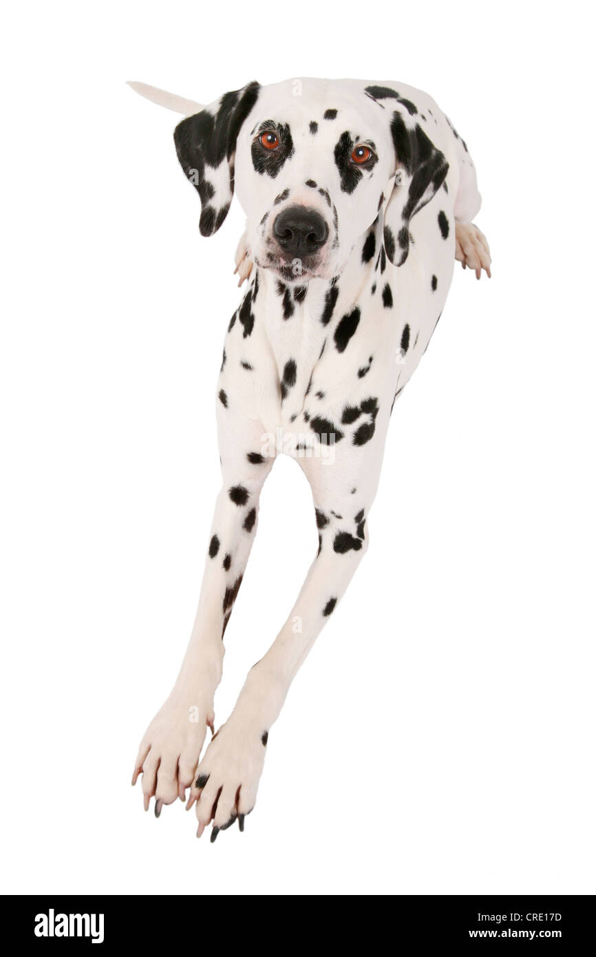 Dalmazia (Canis lupus f. familiaris) dalmata, seduti, con speranza guardando in alto Foto Stock