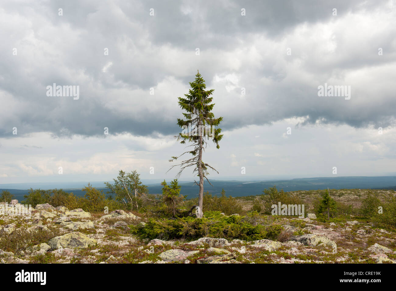 Old Tjikko, la struttura più antica del mondo, 9550 anni, Abete rosso (Picea abies), del ginocchio di legname, Fulufjaellets Parco Nazionale vicino Foto Stock