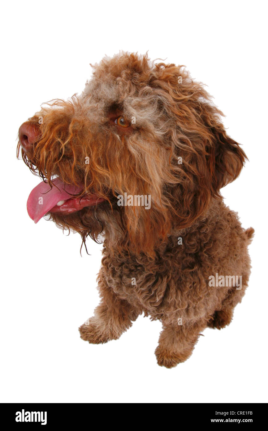 Waterdog italiano (Canis lupus f. familiaris), Italiano Waterdog, seduta Foto Stock
