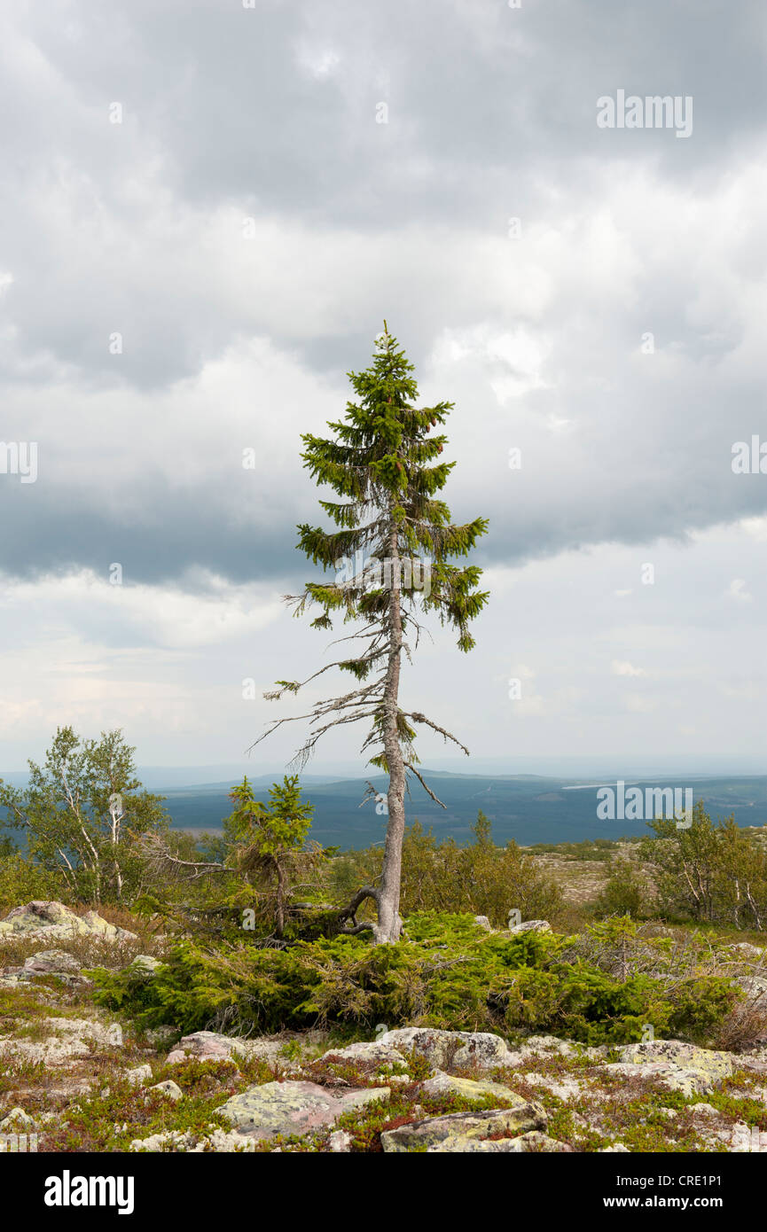 Old Tjikko, la struttura più antica del mondo, 9550-anno-vecchio Abete rosso (Picea abies), Krummholz, Fulufjaellets Parco Nazionale Foto Stock