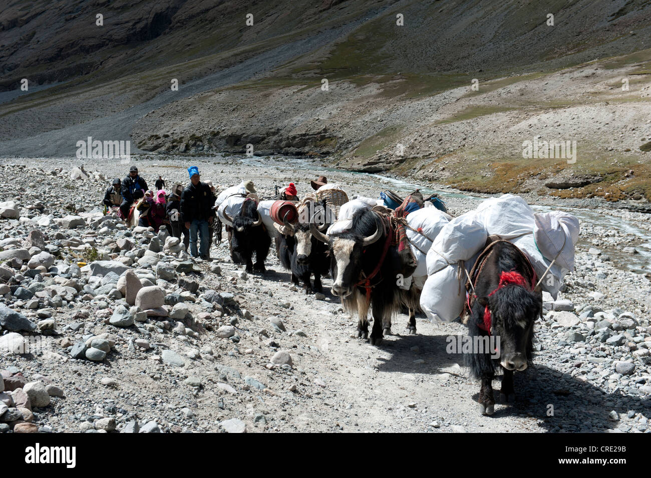 Tibetani con pranzo yak, Buddismo tibetano, percorso del pellegrinaggio al Sacro Monte Kailash, pista Rinpoce, Kora, Ngari Foto Stock