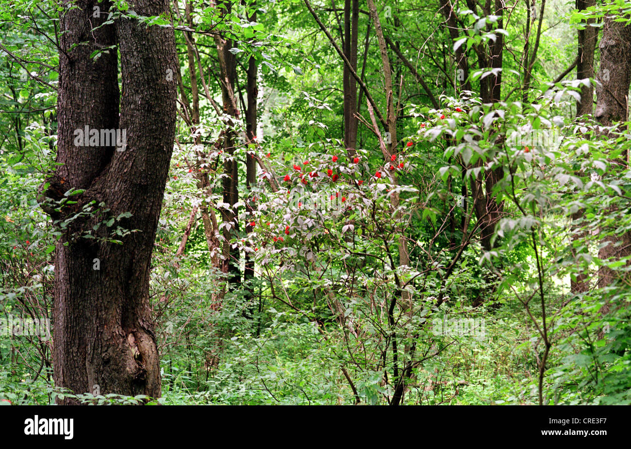 Istra, alberi, fiori e piante in una zona boschiva Foto Stock
