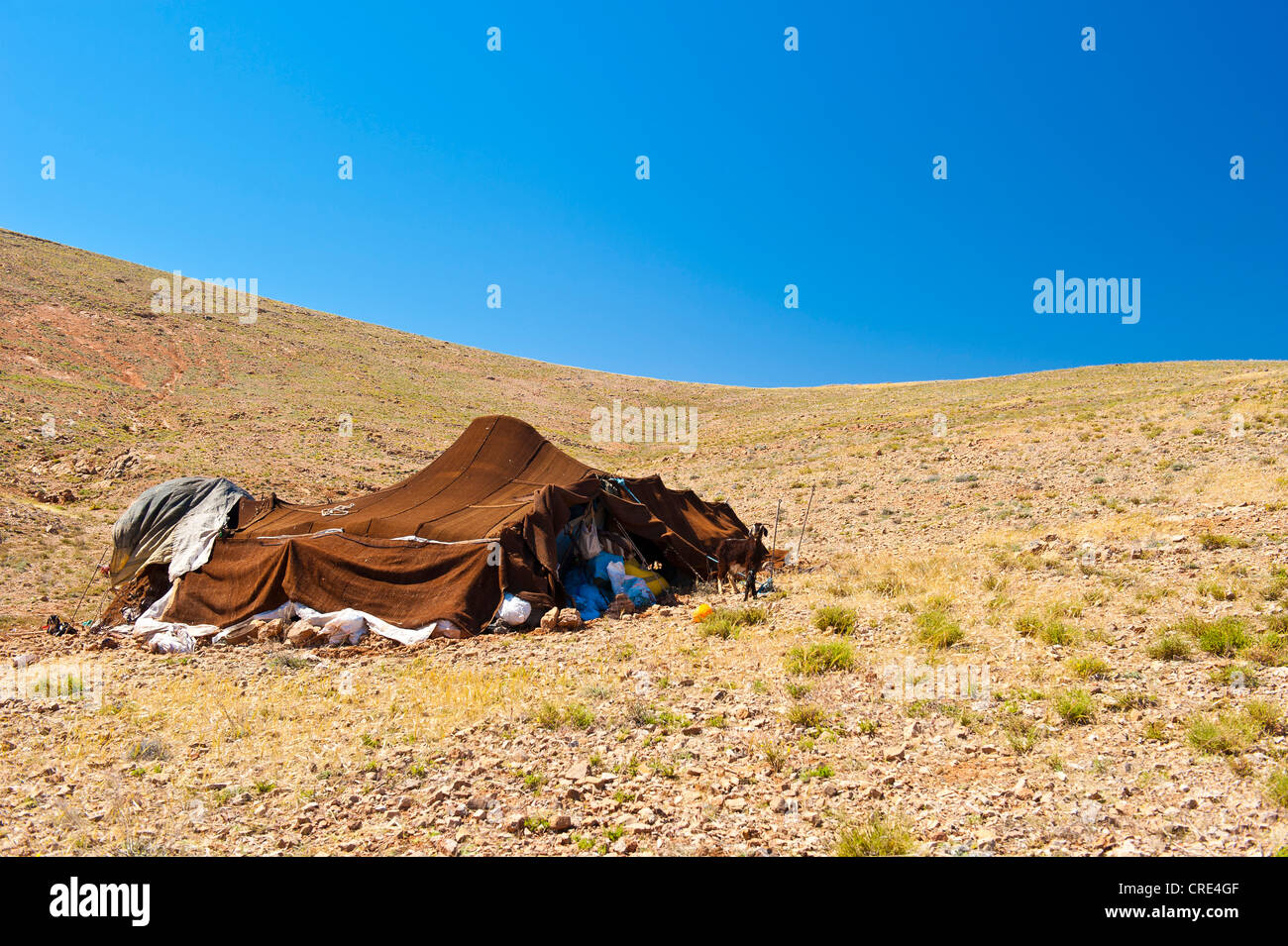 Tradizionale tenda nomade sul versante di una montagna, Anti-Atlas montagne, sud del Marocco, Marocco, Africa Foto Stock