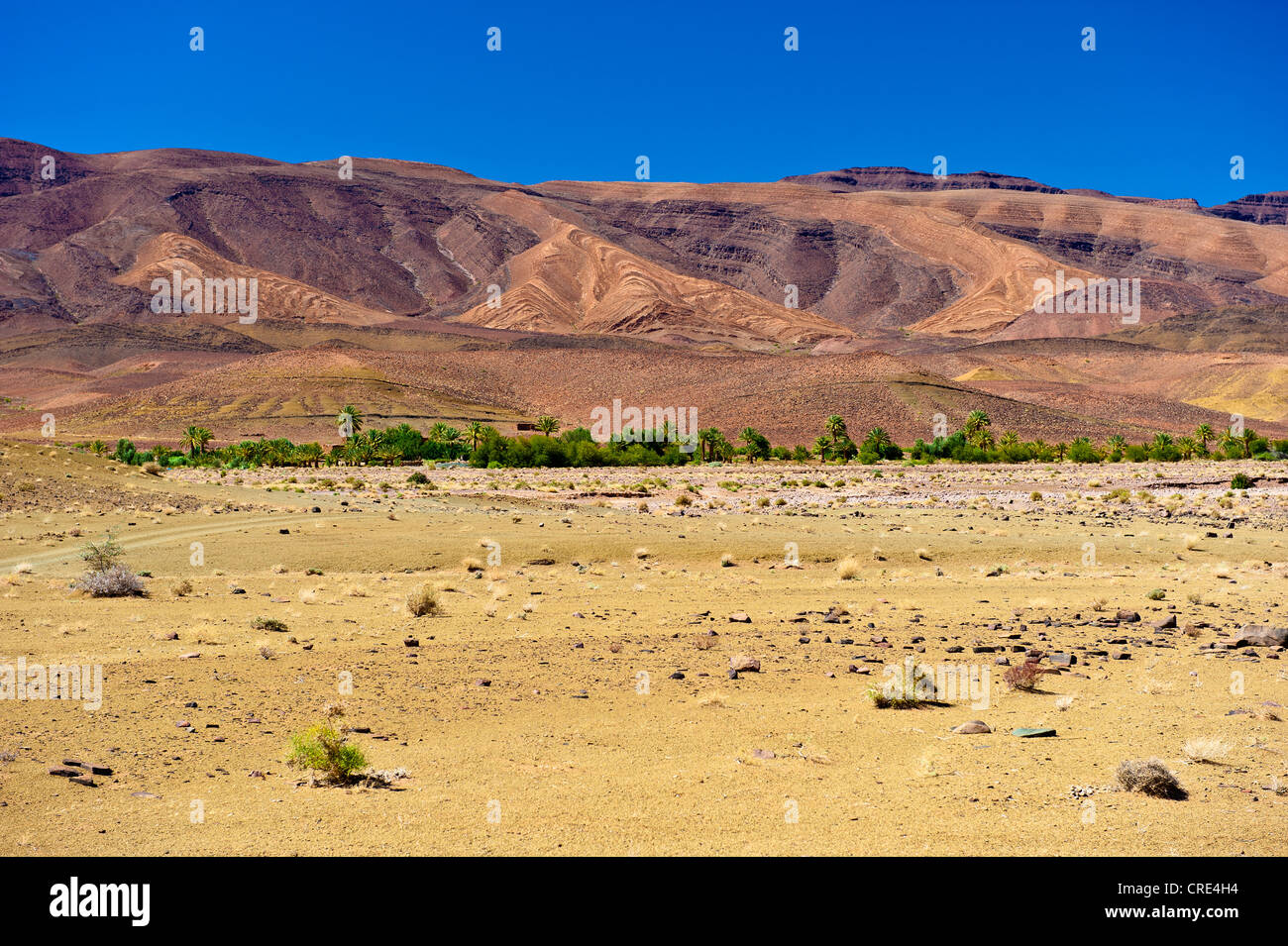Secco, deserto-come il paesaggio con alberi radi la crescita e l'erosione dei versanti collinari, Agdz, sud del Marocco, Marocco, Africa Foto Stock