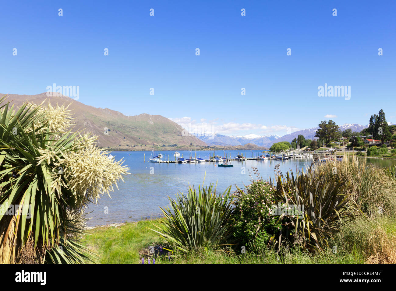 Una luminosa mattina d'estate al Lago Wanaka, Otago, Nuova Zelanda. Cabbage Tree (cordyline australis) in fiore Foto Stock