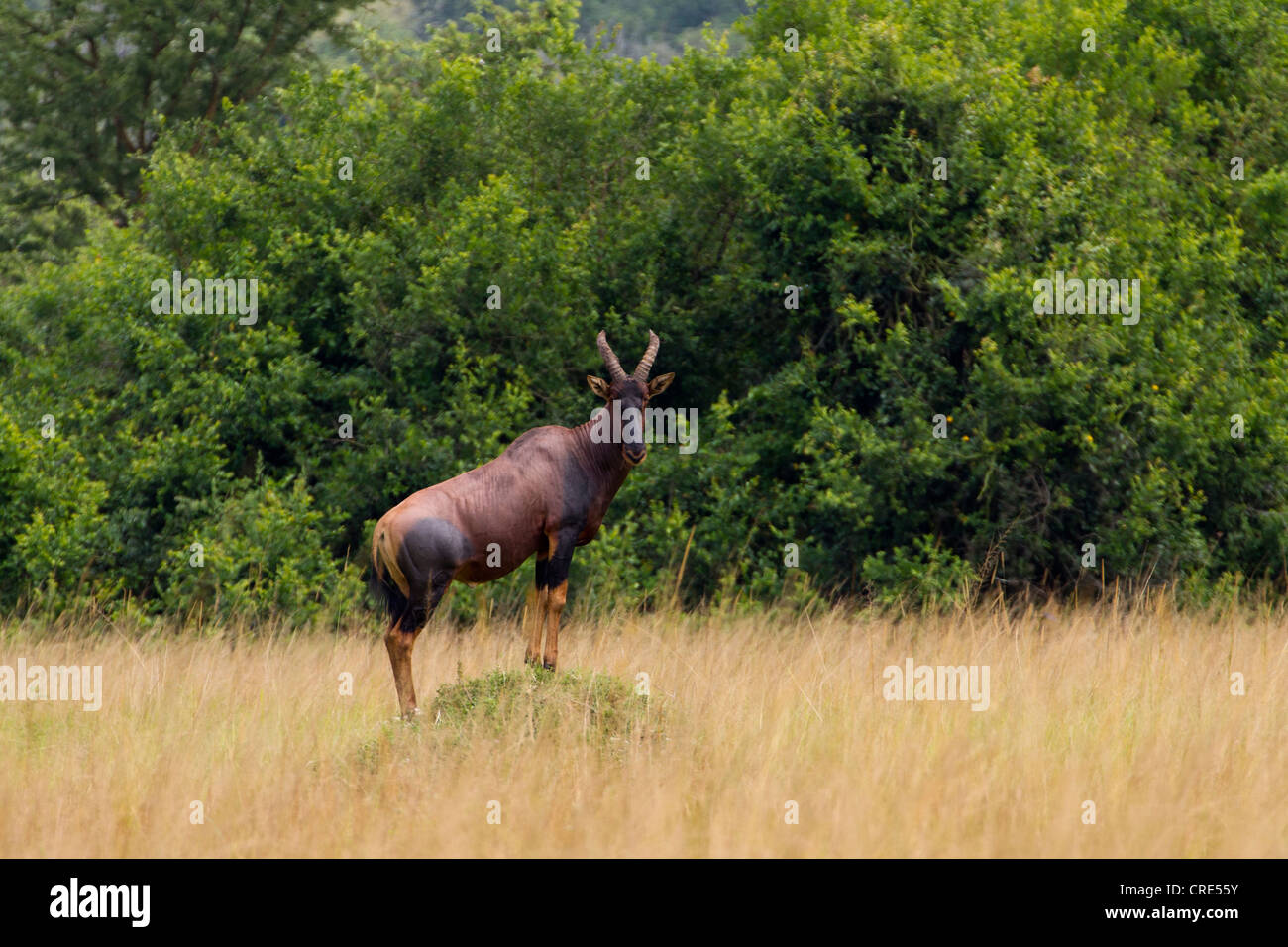 Topi maschi (Damaliscus korrigum) Visualizzazione su termite mound, Lago Mburo National Park, Uganda Foto Stock