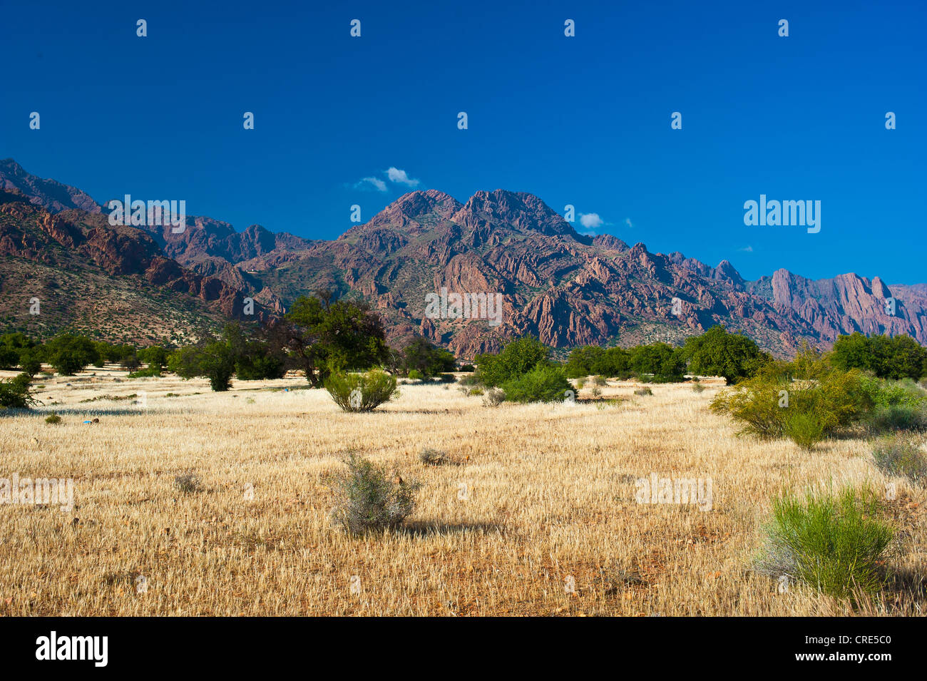 Tipico paesaggio di montagna con alberi di Argan (Argania spinosa, Anti-Atlas montagne, la Valle degli Ammeln, sud del Marocco Foto Stock