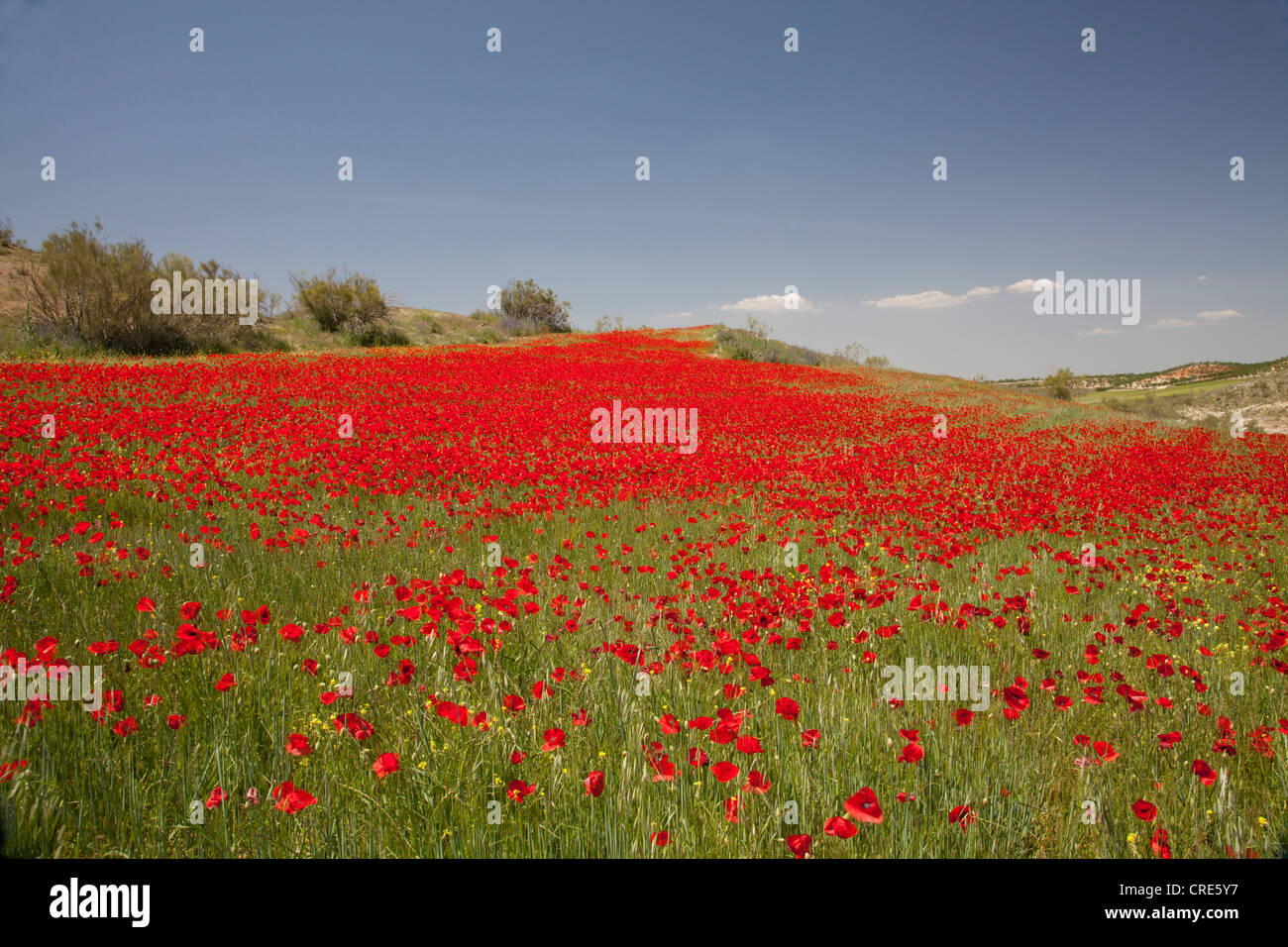 Campo espansivo di papaveri rossi in Andalusia, Spagna. Foto Stock