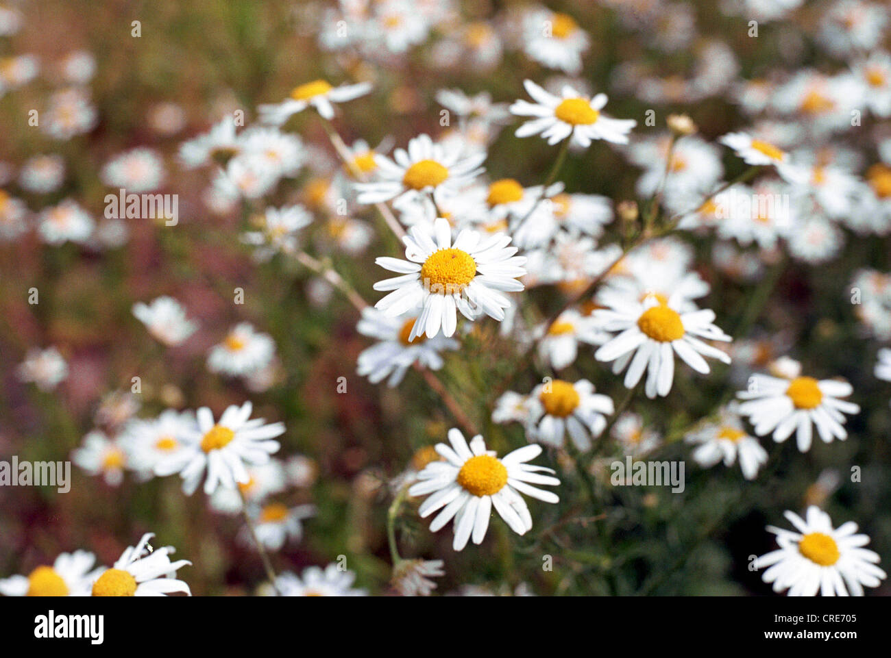 Piante di camomilla Foto Stock