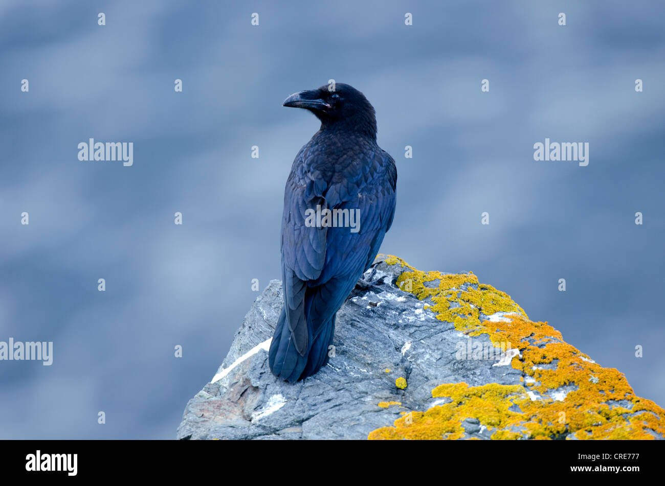 Corvus corax, Raven Foto Stock