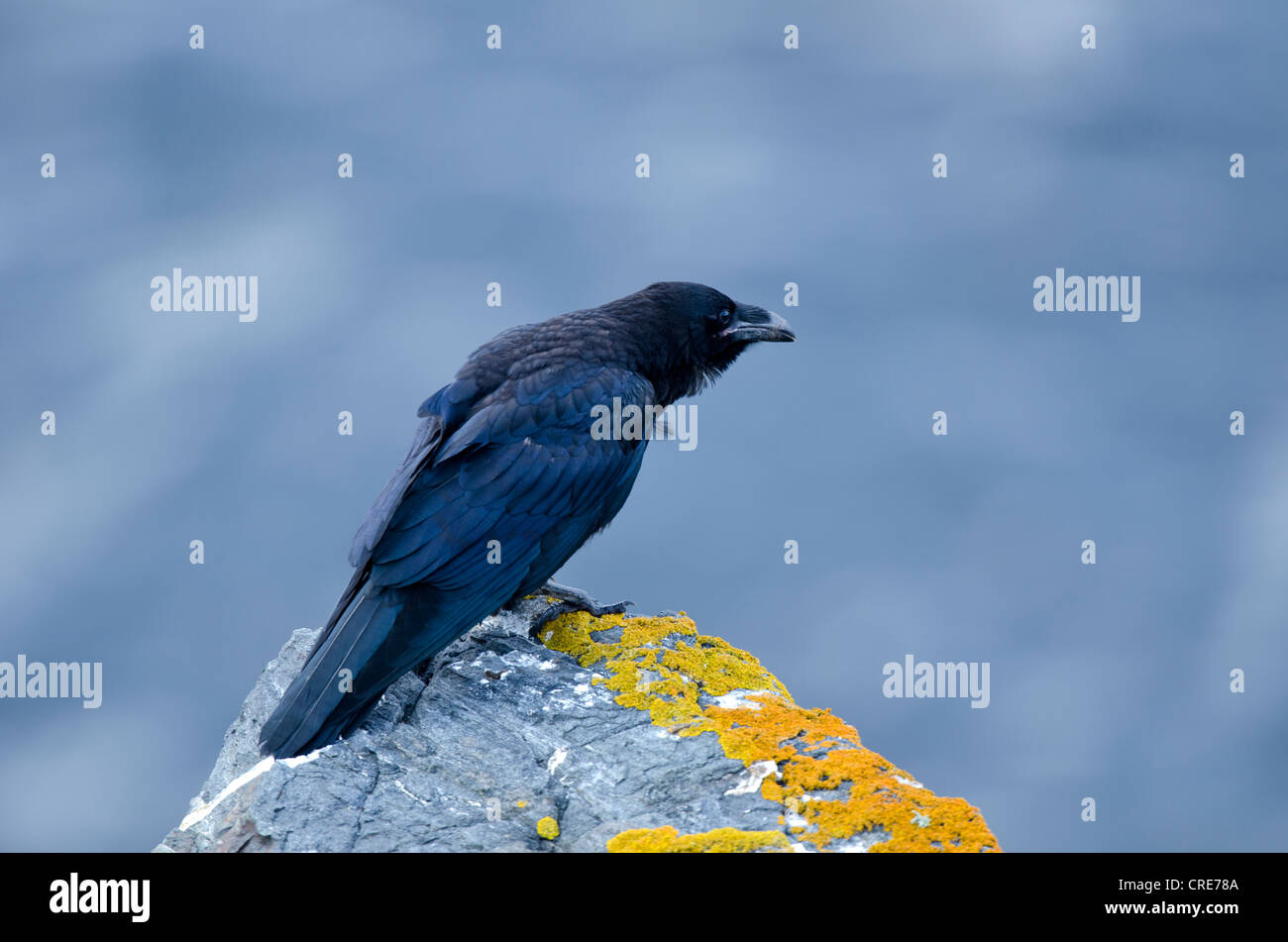 Corvus corax,Raven è situato su una scogliera che guarda al mare Foto Stock