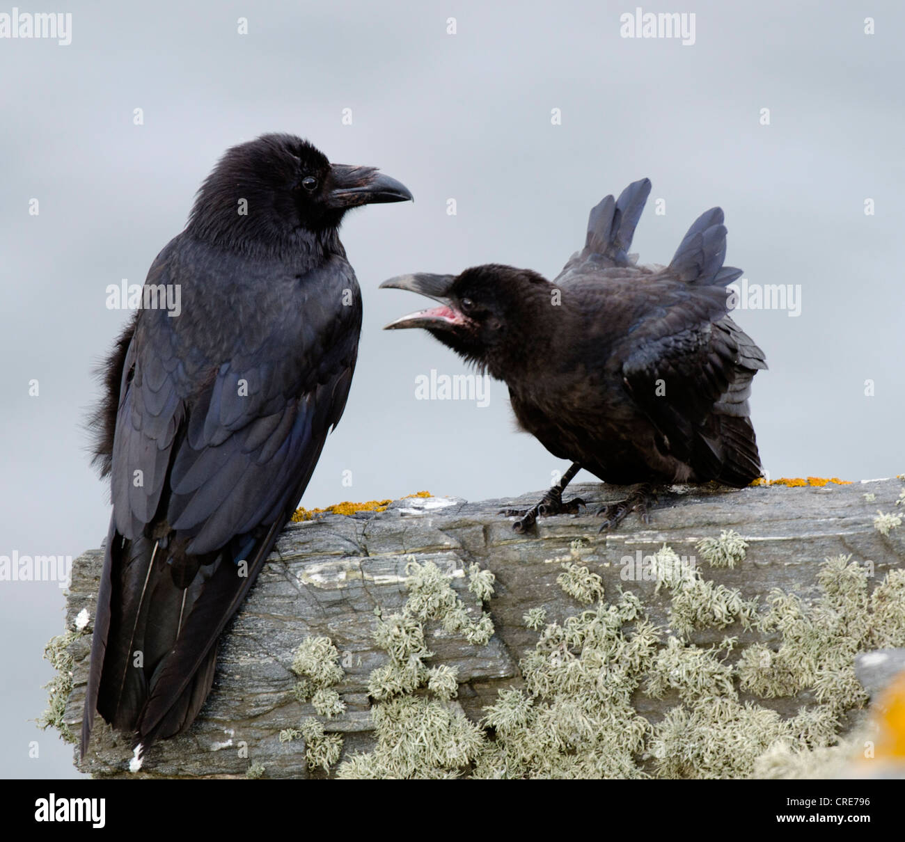 Corvus corax,Raven family, neonata mendica per alimenti da adulto Foto Stock