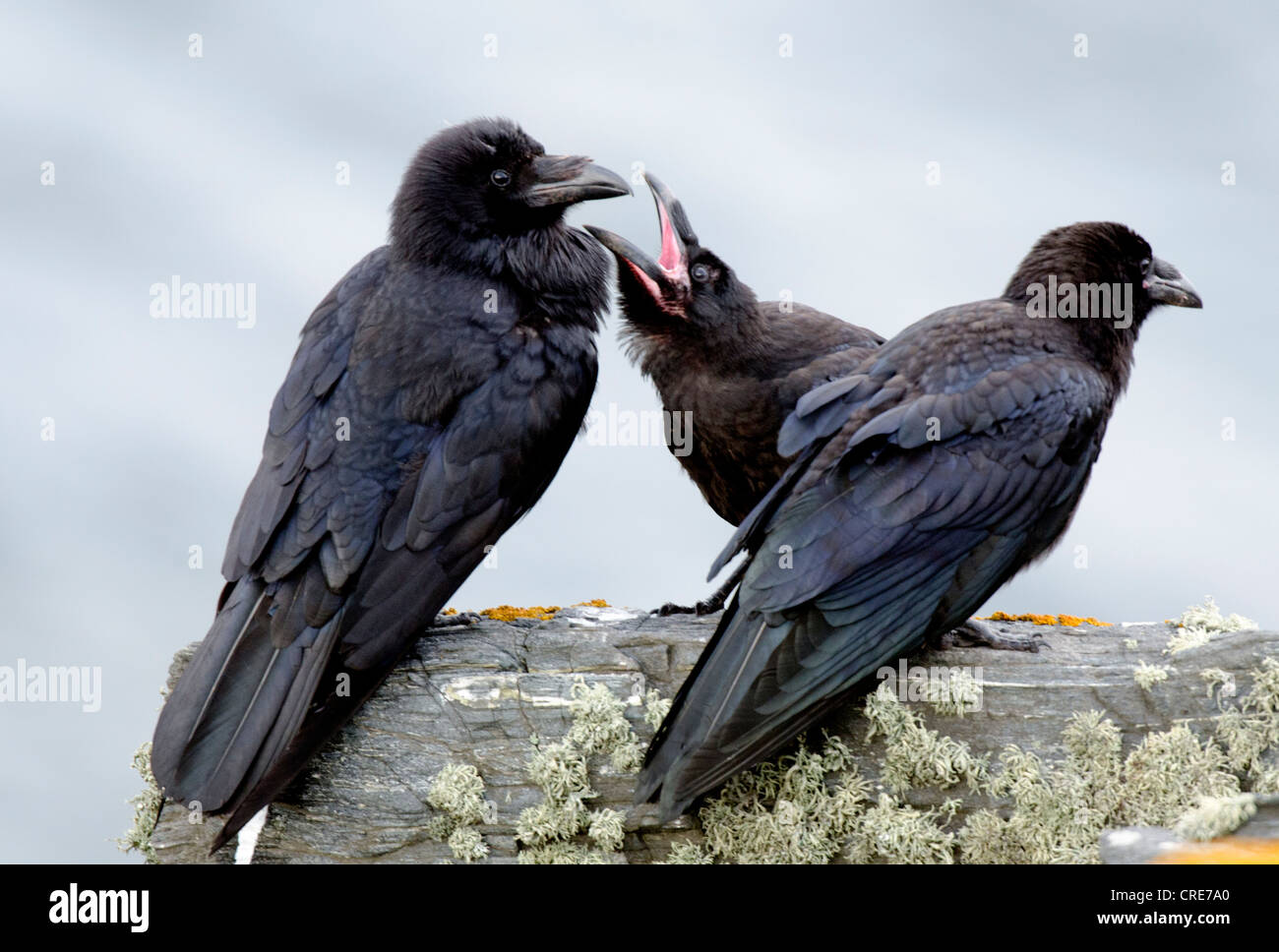 Corvus corax,Raven Famiglia sulla cima delle scogliere, giovane supplica per alimenti Foto Stock