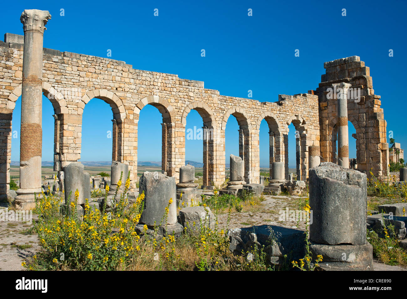 Basilica, rovine romane, antica città di Volubilis, Sito Patrimonio Mondiale dell'UNESCO, Marocco, Africa Settentrionale, Africa Foto Stock