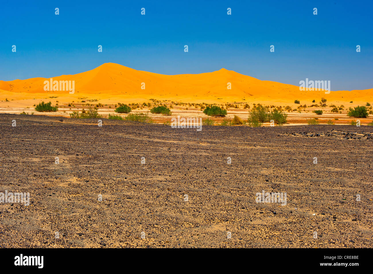Le dune di sabbia di Erg Chebbi e cespugli spinosi, Hamadah nero sul retro, pietra, nel deserto del Sahara meridionale, Marocco, Marocco, Africa Foto Stock