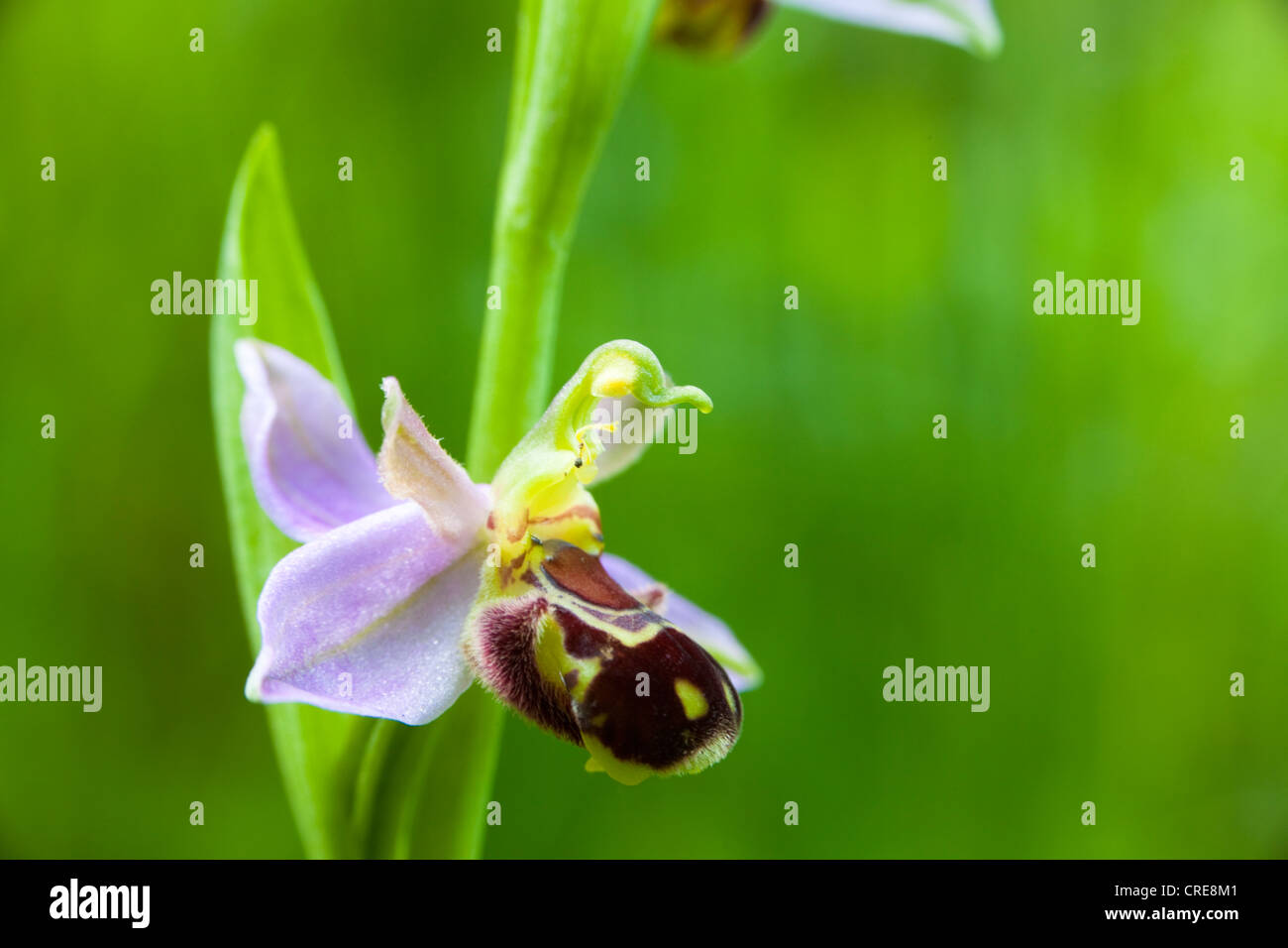Bee Orchid (Ophrys apifera), Kent, Regno Unito, estate Foto Stock