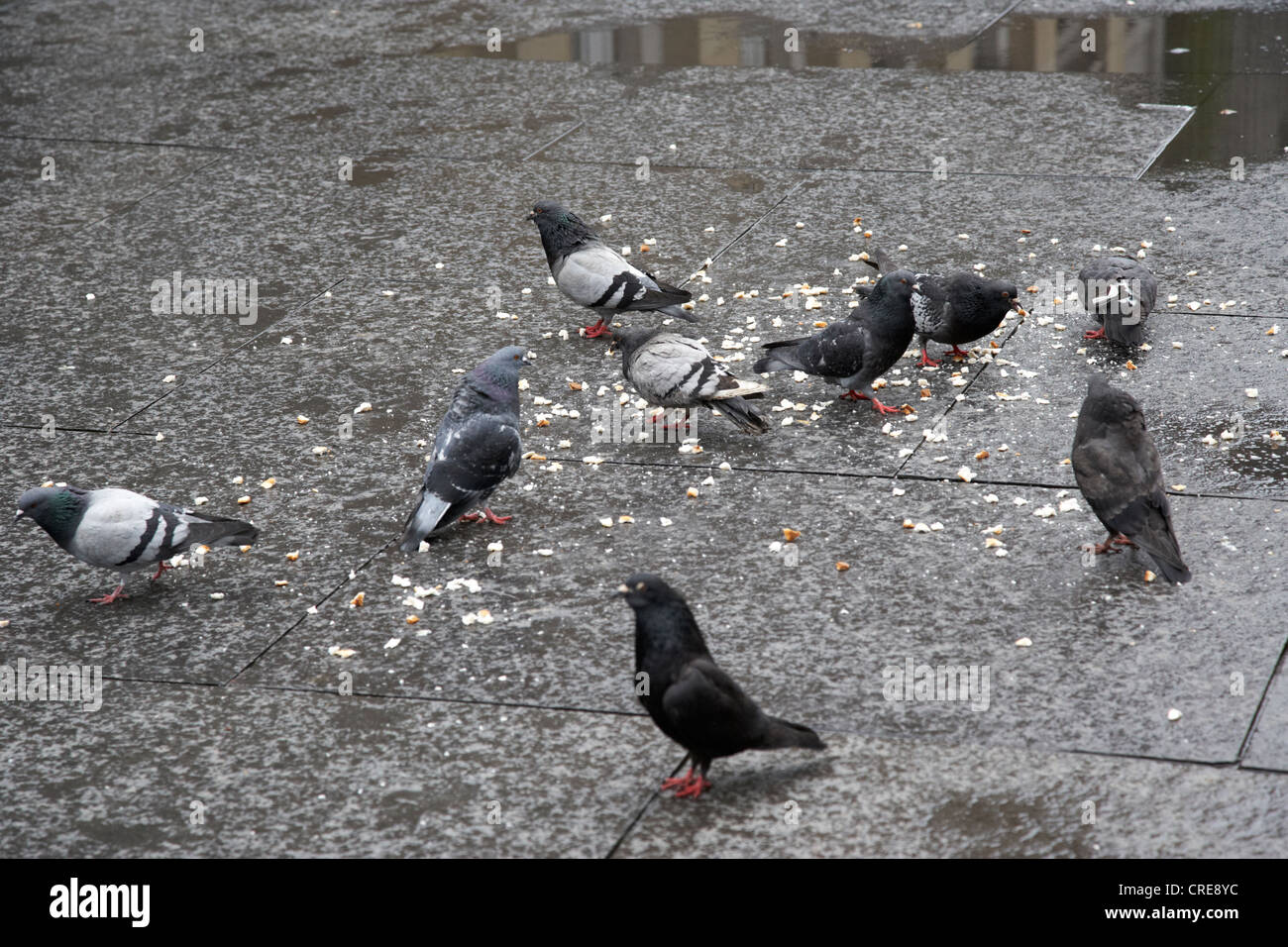 Gregge di piccioni urbani mangiare pane gettato sulla strada di Glasgow Scotland Regno Unito Foto Stock