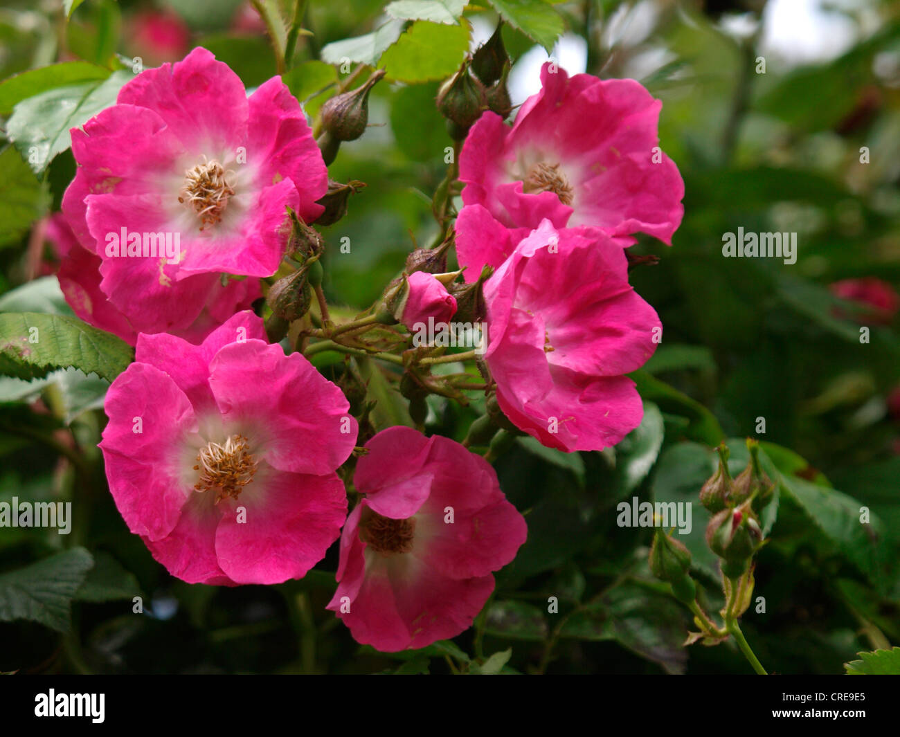 Rosa rosa selvatica, Rosa acicularis, REGNO UNITO Foto Stock