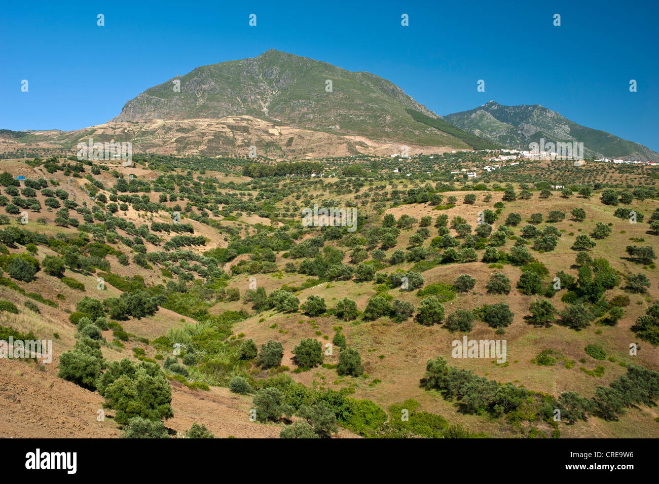 Gli ulivi e la città di Chefchaouen, situato su una collina nel Rif Mountains, il nord del Marocco, Africa Foto Stock