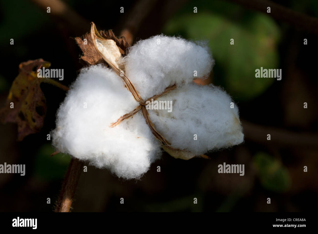 Boll di cotone (Gossypium herbaceum), Uganda Foto Stock