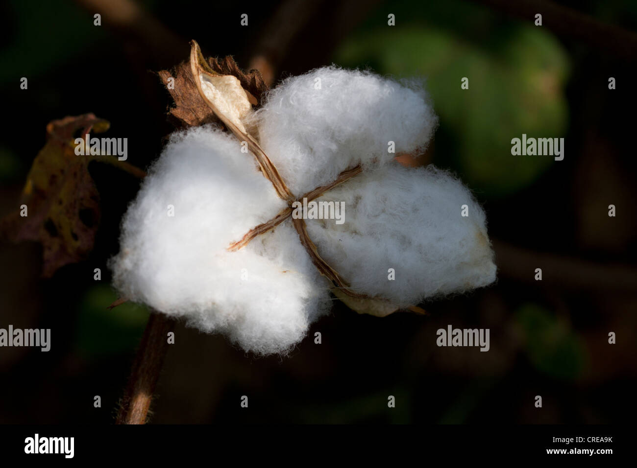 Boll di cotone (Gossypium herbaceum), Uganda Foto Stock